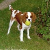 Photo de Cavalier king charles spaniel