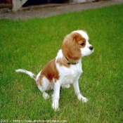 Photo de Cavalier king charles spaniel