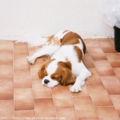 Photo de Cavalier king charles spaniel