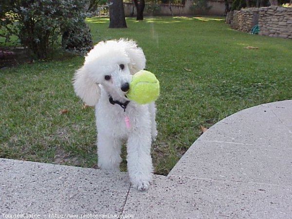 Photo de Caniche moyen