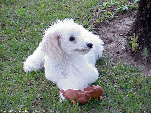 Photo de Caniche moyen