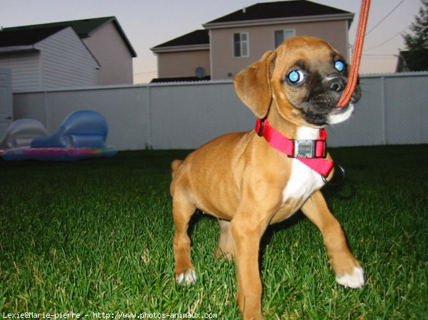 Photo de Boxer