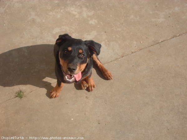 Photo de Rottweiler