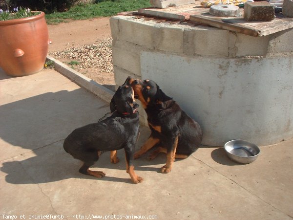 Photo de Rottweiler