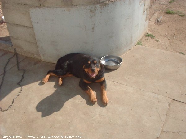 Photo de Rottweiler