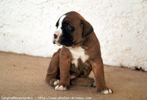 Photo de Boxer