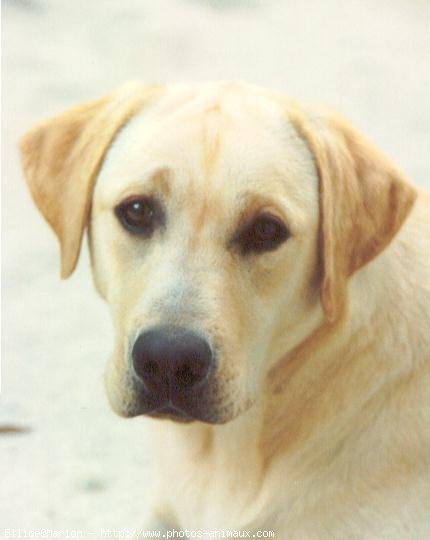 Photo de Labrador retriever