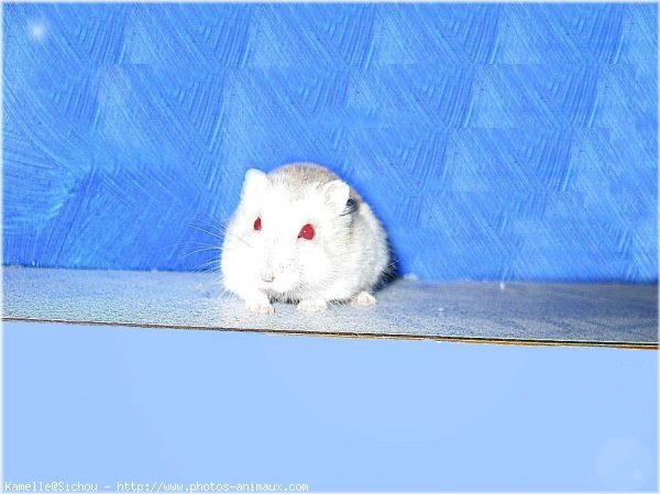 Photo de Hamster