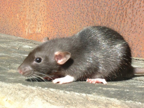 Photo de Rat