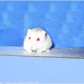 Photo de Hamster