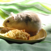 Photo de Hamster