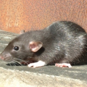 Photo de Rat