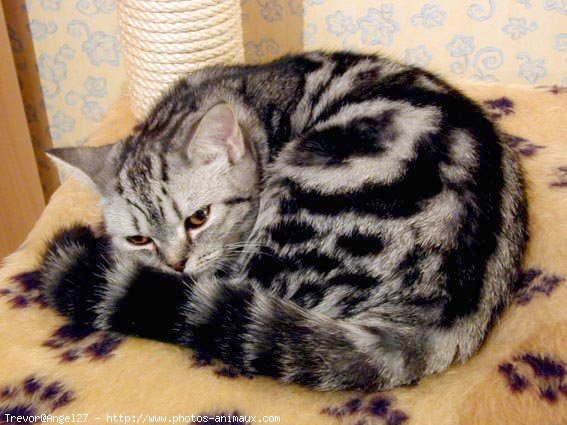 Photo de British shorthair