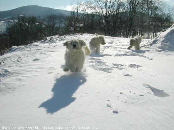 Photo de Komondor