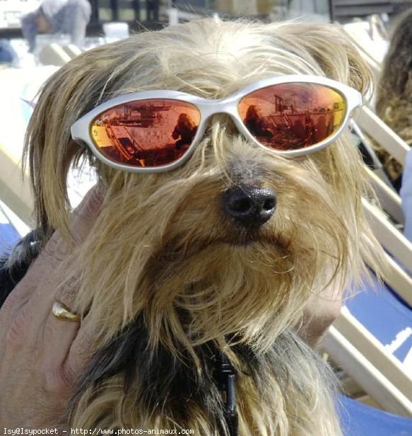 Photo de Yorkshire terrier