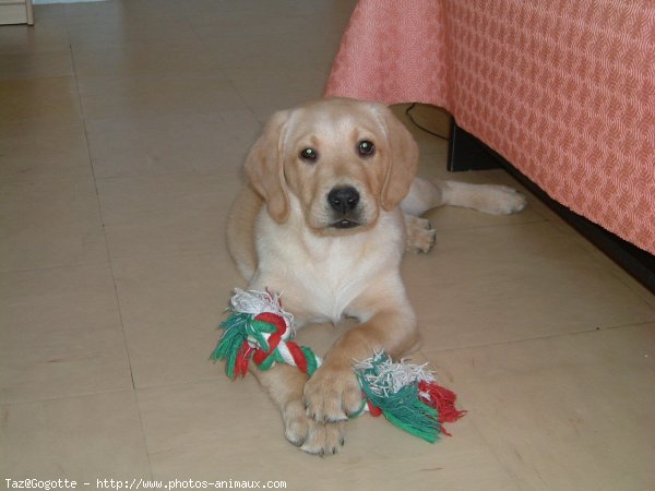 Photo de Labrador retriever