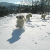 Photo de Komondor