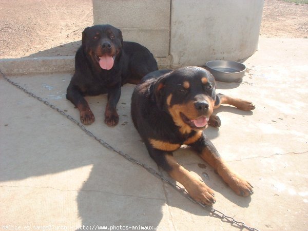 Photo de Rottweiler