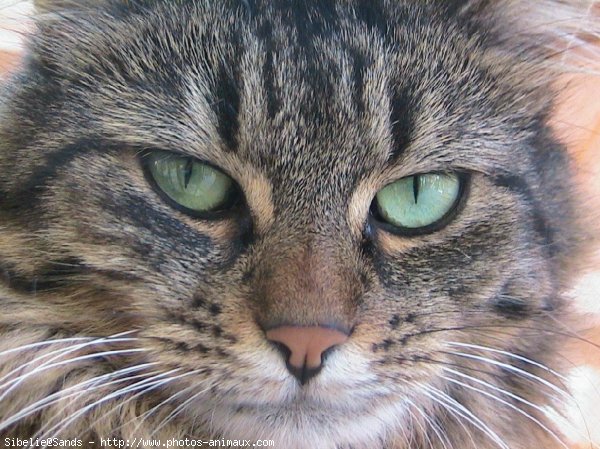 Photo de Chat domestique