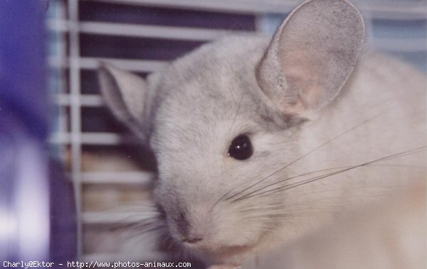 Photo de Chinchilla