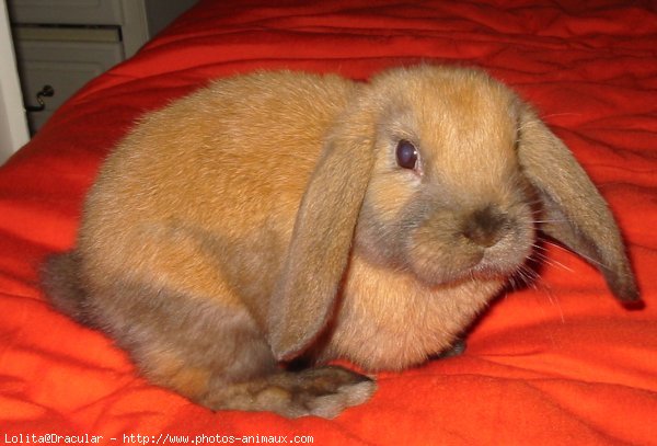 Photo de Lapin