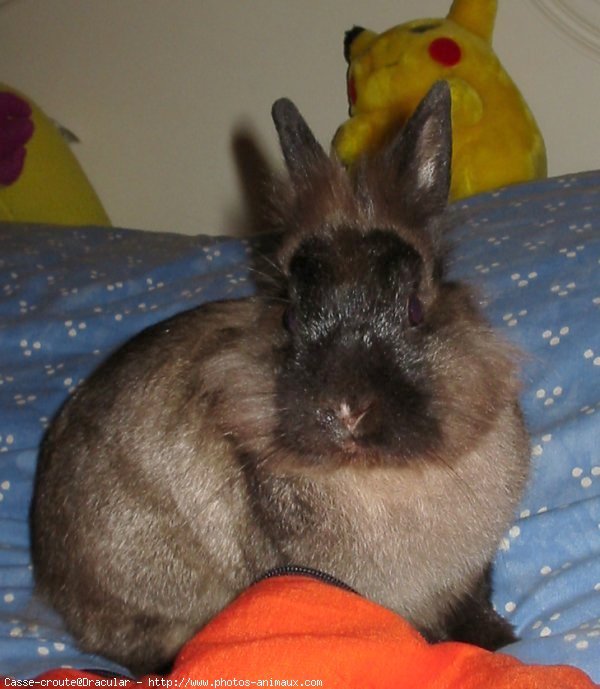 Photo de Lapin