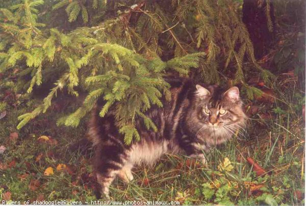 Photo de Maine coon