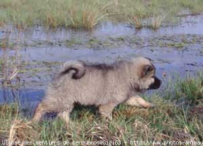 Photo d'Eurasier