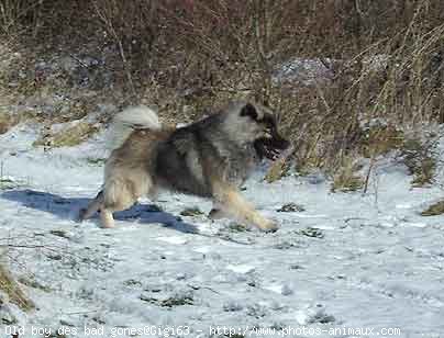 Photo d'Eurasier