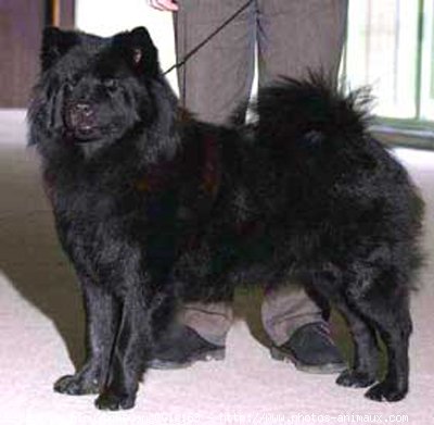 Photo d'Eurasier