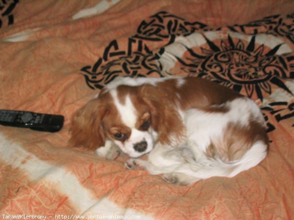 Photo de Cavalier king charles spaniel