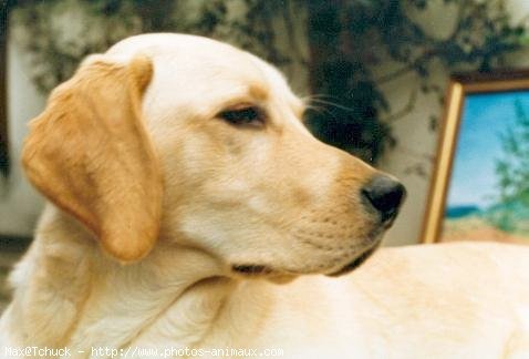 Photo de Labrador retriever