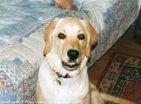 Photo de Labrador retriever