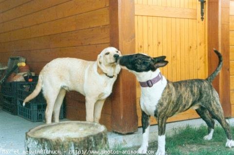 Photo de Races diffrentes