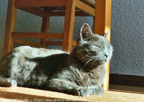 Photo de Chartreux