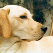 Photo de Labrador retriever