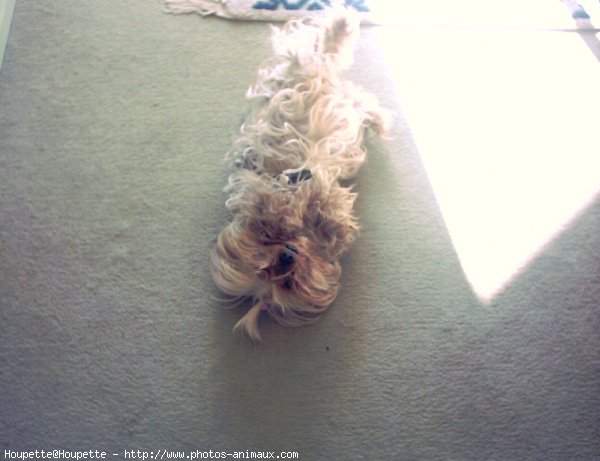 Photo de Yorkshire terrier