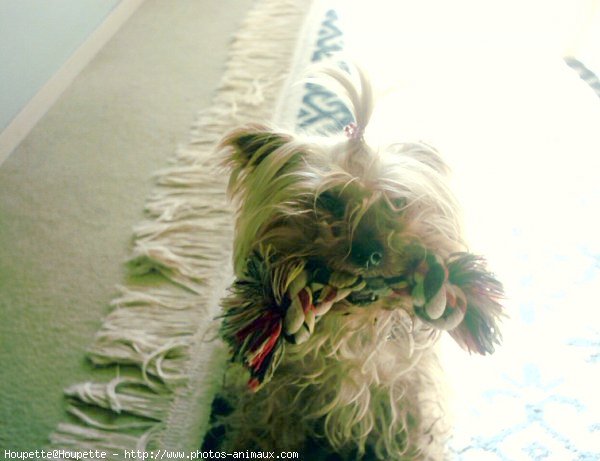 Photo de Yorkshire terrier