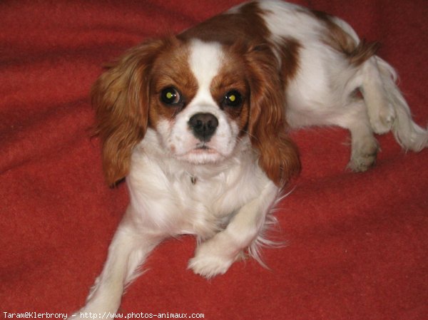 Photo de Cavalier king charles spaniel