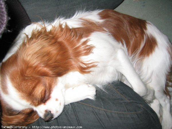 Photo de Cavalier king charles spaniel