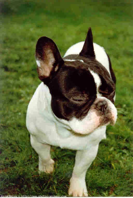 Photo de Bouledogue franais