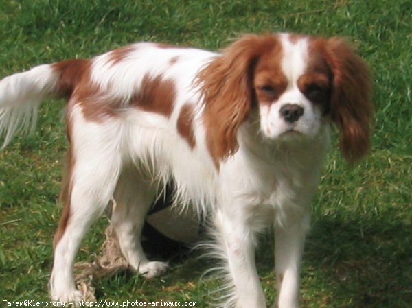 Photo de Cavalier king charles spaniel