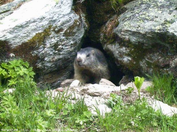 Photo de Marmotte