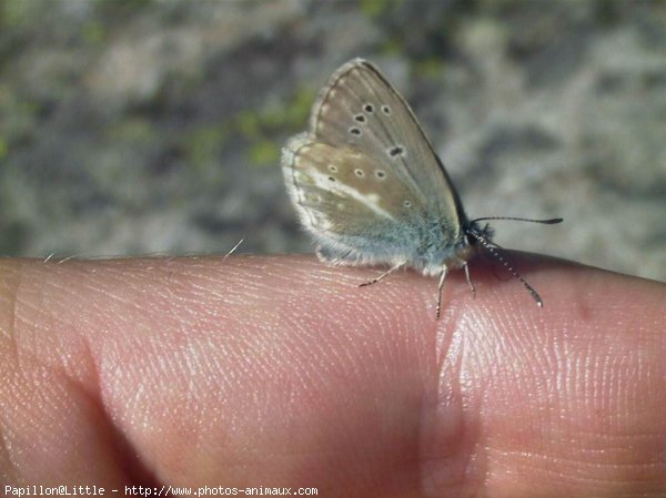 Photo de Papillon