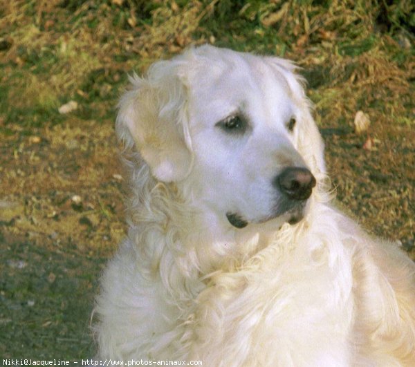 Photo de Golden retriever