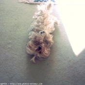 Photo de Yorkshire terrier