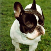 Photo de Bouledogue franais