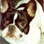 Photo de Bouledogue franais