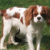 Photo de Cavalier king charles spaniel