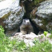 Photo de Marmotte